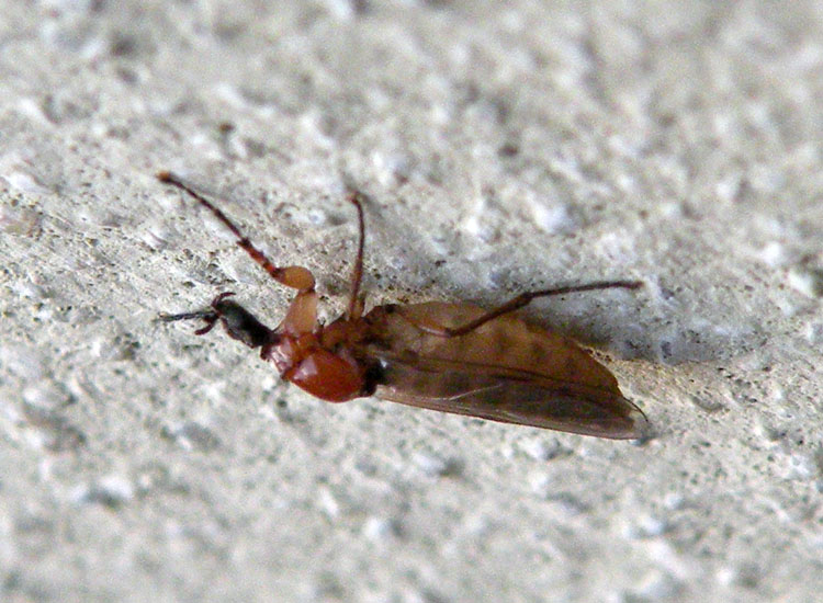 Dilophus bispinosus